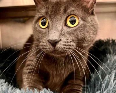 *ginkgo* - Domestic Shorthair Male Cat for Adoption