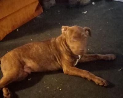 Free pitbull puppy