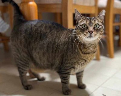 Lucky - Domestic Shorthair Female Cat for Adoption
