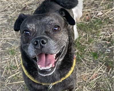 Spud is a 3-year-old Pug mix with an adoption fee of $400. For more information, including additional photos, please visit https://www.petfinder.com/dog/spud-78848508/oh/grafton/multiple-breed-rescue-oh745/