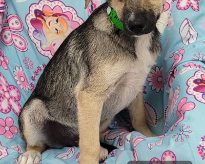 Anthony - German Shepherd Dog & Jack Russell Terrier Mix Male Puppy for Adoption