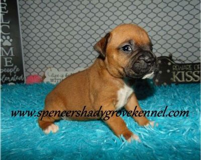 Litter of 7 - Boxer Male Puppy for Sale