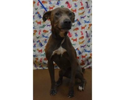 Mona HW+ - American Pit Bull Terrier/Mixed Breed (Medium) Mix Female Dog for Adoption