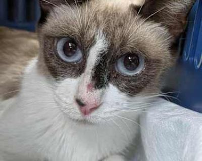 Meet Trixie, a soft-hearted, shy sweetheart who is still learning that humans can be safe and kind. Trixie is a former mama cat, and she has poured so much of her love and care into her babies now it s her turn to be loved. Trixie is a cat who blooms slowly. At first, she may watch you from a distance, taking you in, deciding if you re gentle enough for her heart. But once she feels safe? She b...