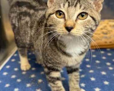 Hi! My name is Betty Boots! I am 3 months old, and 4 lbs.! I am expected to be around 8-9 lbs. I am a spayed female who is microchipped, and fully vaccinated. My adoption fee is $85. You could describe me by a few of these characteristics: Energy level-`A nice round of lasers an wands sounds fun!` Affectionate-`Sure, we can snuggle.` Strangers-`I can warm up to just about anyone!` House Manners...