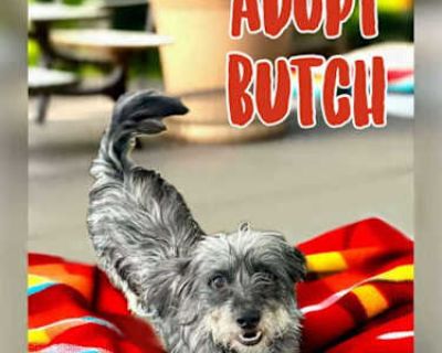 Butch - Dachshund/Havanese Mix Male Dog for Adoption