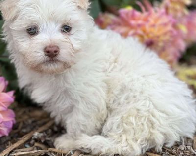 Buster - 10 Weeks Male Havanese Puppy for Sale