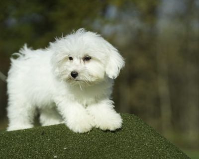 Lucky - Male Maltipoo Puppy for Sale