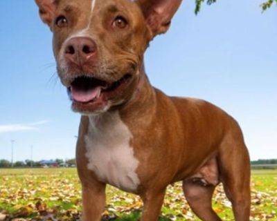 COOKIE - SWEET GIRL! - Pit Bull Terrier & Basenji Mix Female Dog for Adoption