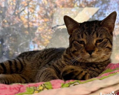 Neutered. Sweet Older Kitten Searching For Forever Home! * ELVIS NEEDS A FOREVER HOME! * * * Name: Elvis Best Guess for Breed: Domestic Short Hair * Age : 7 months a/o 10/31 Est. DOB : 3/31/25 SEX: Male (neutered) Weight: 9.9 lbs a/o 10/27 * Coloring : Brown Tabby Type of Hair : Short Lives With: Magic, Elvis & Lunchable * Gets Along With: With proper integration, Elvis will likely get along wi...