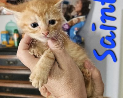 Saint - Domestic Short Hair Mix Male Cat for Adoption