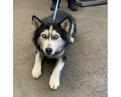 KIT - Husky Male Dog for Adoption