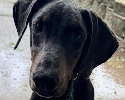 Blue Baron DP - Doberman Pinscher Male Puppy for Adoption