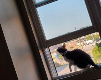 Mundelein IL. SUMMARY: Discover an opportunity with this Mundelein shared living/roommate for rent and available for $1,200 /month. This could be your next ideal home or a smart investment. More details await. Jill Wesselhoff (Has a Condo). I am a fun loving 43 year old with Spinal Muscular Atrophy. I recently separated (adsbygoogle = window.adsbygoogle || []).push({}); from my husband of 5 yea...