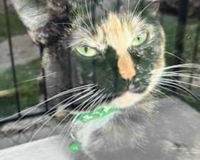 Found cat in my complex in a vacant storage room, which went through the air conditioner vent that had a hole she loves to be combed, especially by her neck very quiet has a soft voice when she mows , she does sleep a lot doesn t need much attention well-behaved cat she doesn t know what lay down means Heather for about seven months because of my living situation I need rehome her. Good with ki...