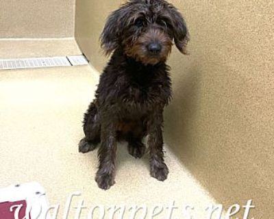 #16612 - Terrier (Unknown Type, Medium) Female Puppy for Adoption