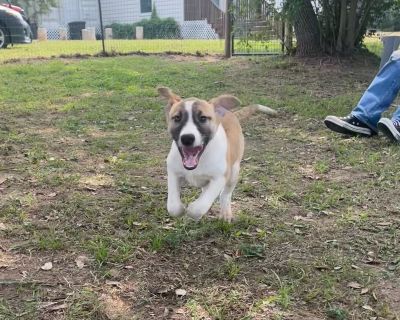 Alex - Collie & Staffordshire Bull Terrier Mix Male Puppy for Adoption