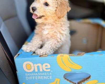 Leo - Maltipoo Male Puppy for Adoption