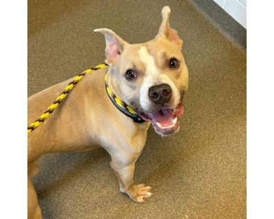 Stallone - American Pit Bull Terrier Male Dog for Adoption