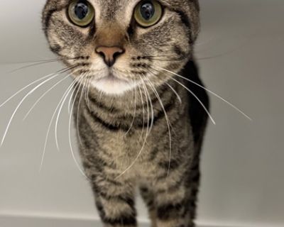 Meet the dynamic duo Dubai and Po! These brothers are the sweetest boys and love to give love to their humans! Dubai and Po were with us at the shelter when they were just young kittens. They recently returned to us due to allergies in the home, no fault of their own! These boys seem to have no problem adjusting to new environments and were outgoing from the start! Their previous owners stated ...