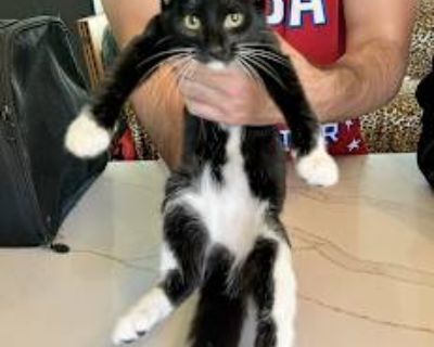 Ganzito is a sweet, long haired girl who loves to be picked up as you can see. She is like a beanbag toy. She likes other cats.. Good with kids Good with cats Shots current Spayed / Neutered Housetrained. Breed Domestic Longhair Color Black & White or Tuxedo Age 5 months old, Kitten Sex Female Pet ID ps_2545811-4443716 Hair Length long