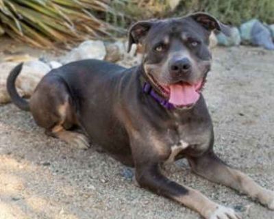 Buckey - American Staffordshire Terrier Male Dog for Adoption