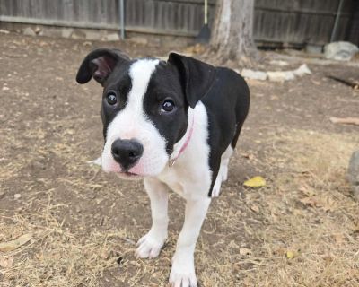Willa - American Staffordshire Terrier Mix Female Puppy for Adoption