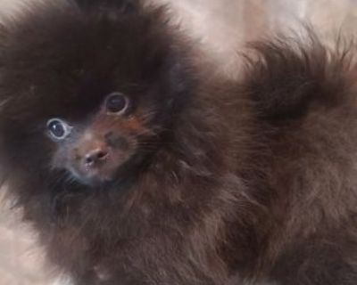 Pomeranian Puppies