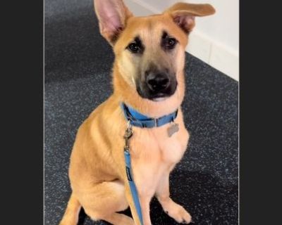 Cosmo - Male Puppy Belgian Malinois / German Shepherd for Adoption