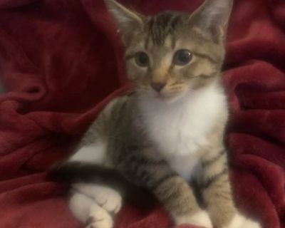 Hair: short. Hi, my name is Pita! You ll want to meet me in person to see my soft grey stripes, white legs and paws, and sweet green eyes that sparkle with curiosity. I m the purrfect mix of playful and cuddly! I love to explore, chase toys, and play with my brother Tabbouleh, but I also adore curling up in a cozy lap when it s time to rest. I m a brave little adventurer who s great at meeting ...