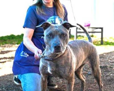 Cheyney - Mixed Breed (Medium) Female Dog for Adoption