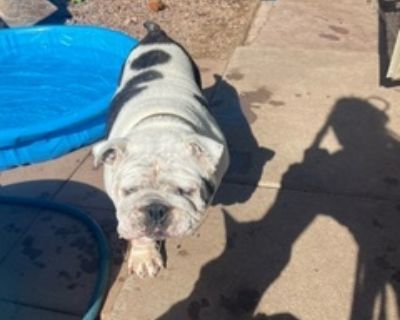 Sophie - English Bulldog Female Dog for Adoption