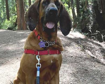 Lee Lou - Bloodhound/Mixed Breed (Medium) Mix Female Dog for Adoption