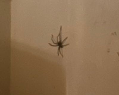 Je niece A is looking for a New Roommate in New York with a budget of $600.00