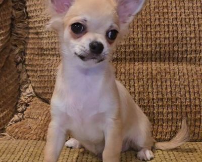 1 Male Chihuahua Puppy for Sale