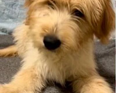 Breezy-Golden Doodle Pup - Golden Retriever/Poodle (Standard) Mix Female Puppy for Adoption