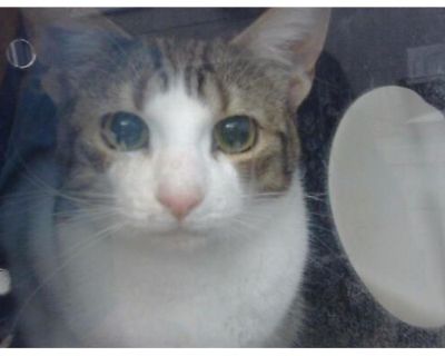 GEMMA - American Shorthair Female Cat for Adoption