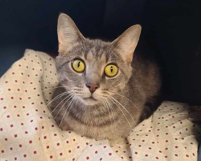 Oakley - Domestic Short Hair & Tabby Mix Female Cat for Adoption