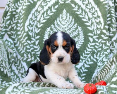 Meet Elliot! This super sweet Beaglier puppy is vet checked & up to date on shots & wormer, plus comes with a health guarantee provided by the breeder! Elliot is well socialized & currently being family raised!. Gender: Male Sire: Jason (Cavalier King Charles Spaniel) Dam: Pearl (Beagle) DOB: September 4th, 2025 Age: 6 Weeks Available: October 30th, 2025 Vet Checked Vaccinated Dewormed Family R...