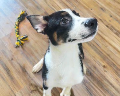 Jackson - German Shepherd Dog Mix Male Puppy for Adoption