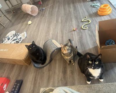 Cash is 3 years old and has always been a sweet boy, he gets anxiety but he just needs a lot of loves:) he is curious and talks when he s hungry ! I really am sad I have to re home cash but he needs more attention and care then we re able to provide.. Good with kids Not good with dogs Good with cats Purebred Shots current Spayed / Neutered Housetrained. Breed American Shorthair Color Black (All...