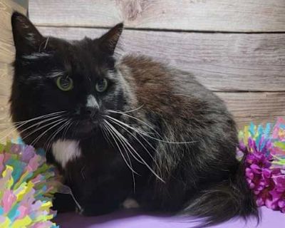 KITTY GIRL - Domestic Mediumhair Female Cat for Adoption