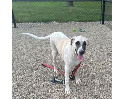 Ivy - Great Pyrenees Female Dog for Adoption