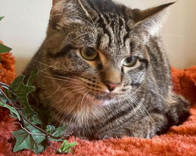 Name: Snuggles DoB: 04/06/25 Adoption Fee: $125 Snuggles is a handsome boy. Snuggles lives up to his name, he sees you and he just starts calling you to come and scoop him up. He loves all the attention he can get. He loves to play! He is the most vocal of the litter he always has something to say. He is a great older kitten ready for his forever home. Fostered with other cats , would probably ...