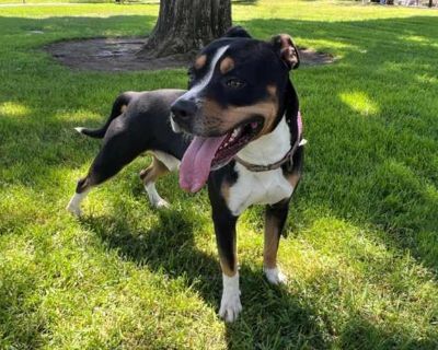 Ringo - Boxer/Rottweiler Mix Male Dog for Adoption