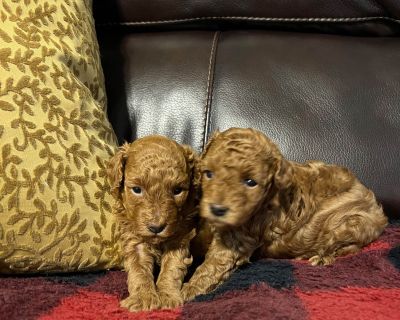 2 Female Poodle Puppies for Sale