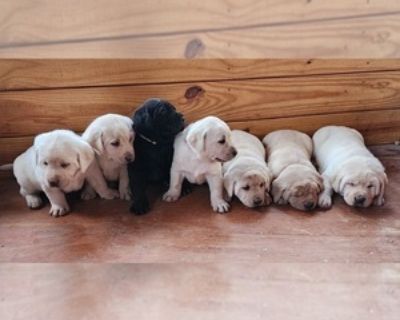 4 Weeks Old * Size at Maturity: Large * Availability Date: 12/10/2025 * Shipping Area: Pick Up Only * Payment Method: Money Order/Cashier's Check, Paypal, Cash *. Sadie had 8 beautiful puppies. 7 yellow and 1 black. They are healthy and happy. They will be available on 12/10 and they will be wormed, vaccinated, have a puppy welcome pack, and an AKC registration form. Items Included: Current on ...