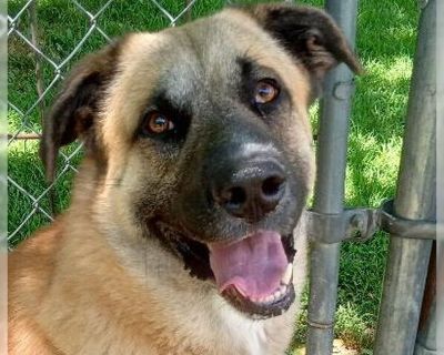 Rover - Anatolian Shepherd Mix Male Adult Dog for Adoption