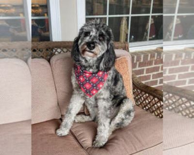 * Location COLUMBIA, MD, 21045 USA USA *. Posted Breed: Australian Shepherd / Poodle (Standard) / Mixed. DISCLOSURE: The adoptable pets in our program are still in the care and custody of owners who wish to re-home their pet. Owners have enlisted Rescue Well to provide marketing and screening of applicants as a service, free of charge. All fees and adoption conditions are determined by the owne...