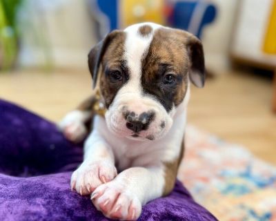 This cutie is Mary Hocus Pocus. She is currently 1 month old and weighs approximately 7.9 pounds. We think they may be a Pit Bull / Labrador Retriever mix, but with rescue its a guess! What matters most is that they are adorable and are one the MOST desperate in the entire US based on statistics for where this puppy is from. Shelters in this area are having to euthanize puppies. So, this puppy ...